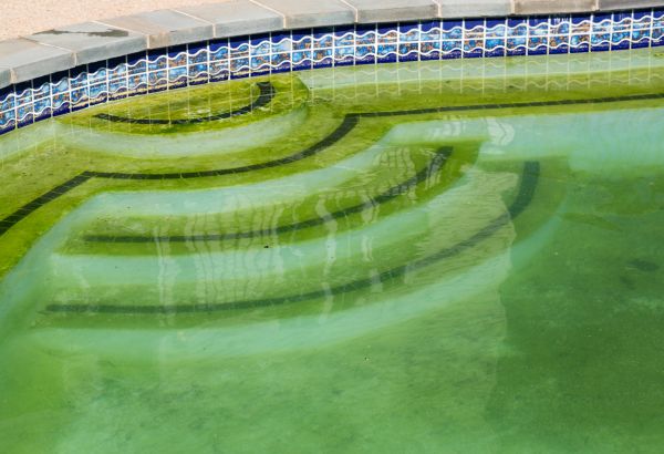 Cost of Pool Deck Algae Removal in Norwalk